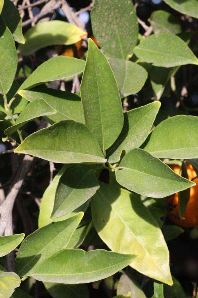            Sun leaves (Riverside, CA)   